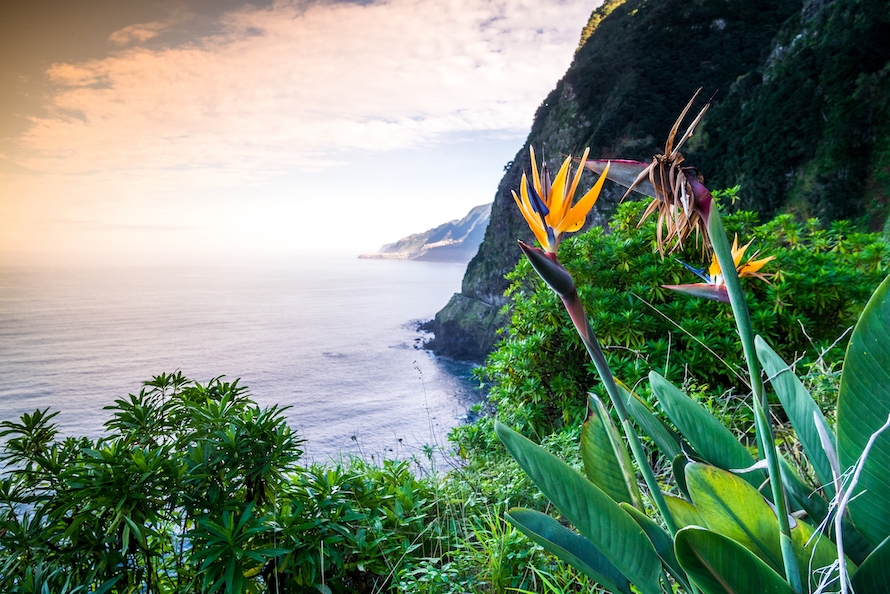 Bild Funchal (Madeira)